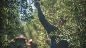 Marina Colonna - Olive oil tasting and harvest
