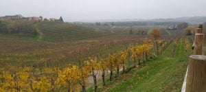 Friuli Wine Region - The Good Gourmet
