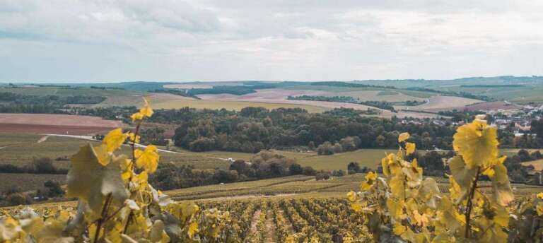 Chablis Wine Region - The Good Gourmet