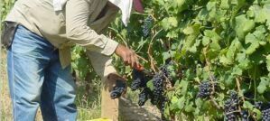 Venezuela Wines - The Good Gourmet