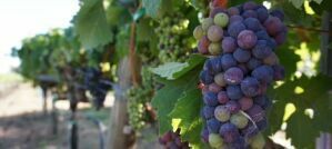 Zinfandel - Russian River Valley Wine Region - The Good Gourmet