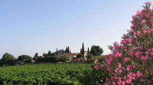 Chateau du Carrubier - wine tasting - The Good Gourmet