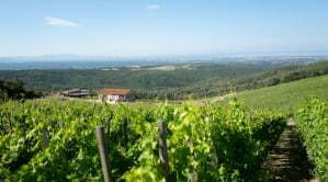 Duemani Castellina Vineyard wine tasting - The Good Gourmet