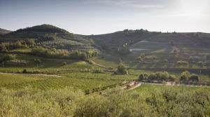 Tenuta Falezza - Verona - wine Tasting - The Good Gourmet