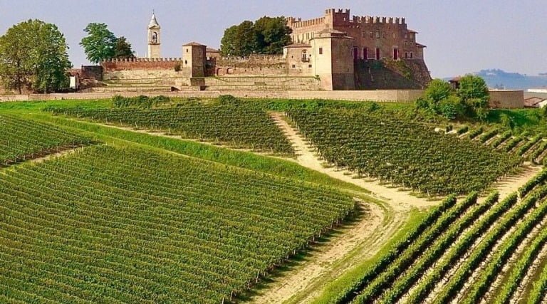 Prediomangno vineyard Italy - The Good Gourmet