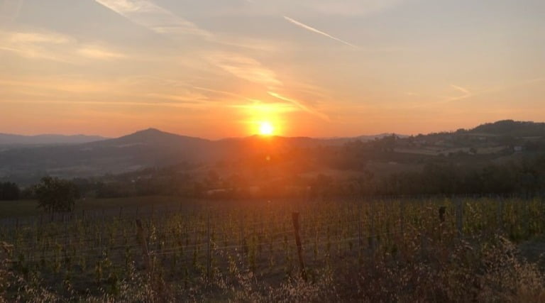 Vignetti Fassone - Vineyard - The Good Gourmet
