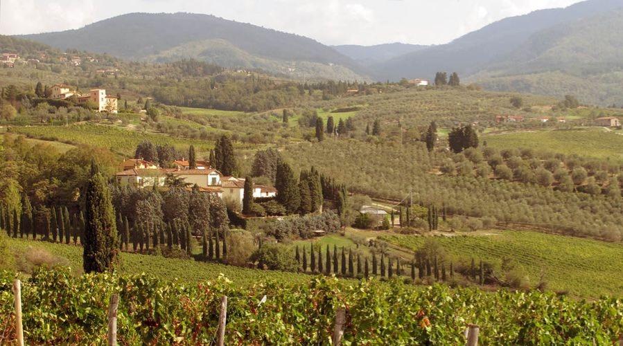 Villa Travignoli - vineyard - The Good Gourmet