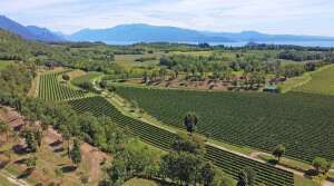 Cantine Scolari - Garda Lake vineyard tour - Italy - The Good Gourmet