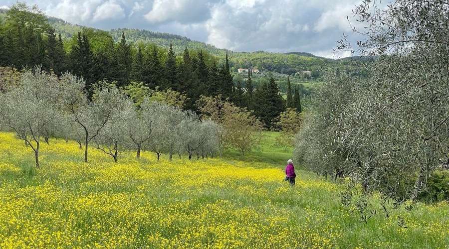 La Gramigna - Organic Olive Oil - Florence - Italy - The Good Gourmet