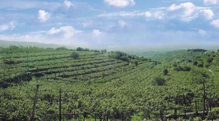 Manara - Vineyard - Valpolicella - Italy - The Good Gourmet