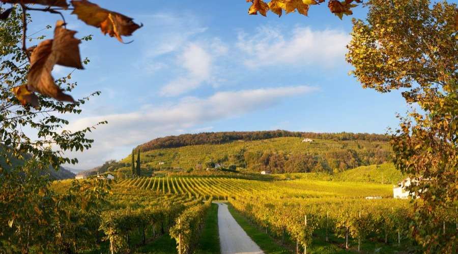Villa Maria Spumanti - Valdobbiadene - Italy - Vineyard Tour - The Good Gourmet