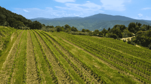 Carlo Tanganelli - Toscana - Vineyard Tour - The Good Gourmet