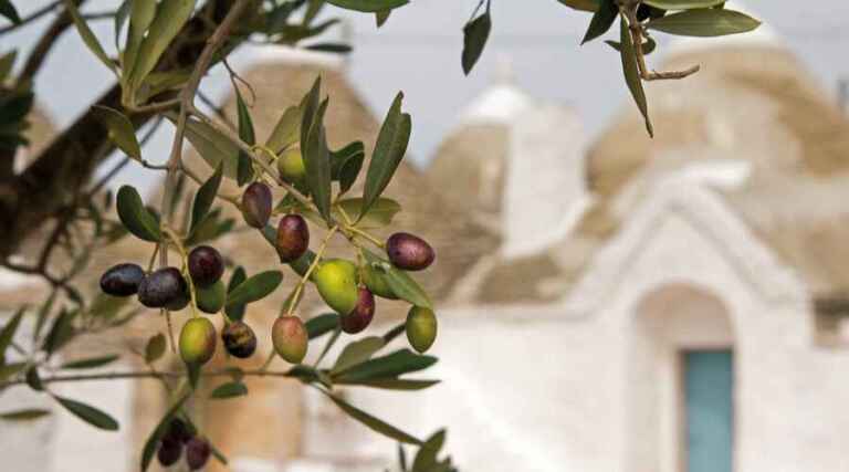 Frantoio D'Orazio - Olive Oil Tasting - Puglia - The Good Gourmet
