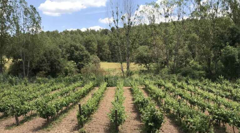 Les Acacies - Barcelona - Spain - Vineyard Tour - The Good Gourmet