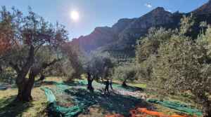 Mer des Oliviers - Delphi - Greece - Olive Oil Tasting - The Good Gourmet
