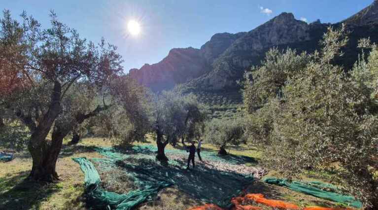 Mer des Oliviers - Delphi - Greece - Olive Oil Tasting - The Good Gourmet