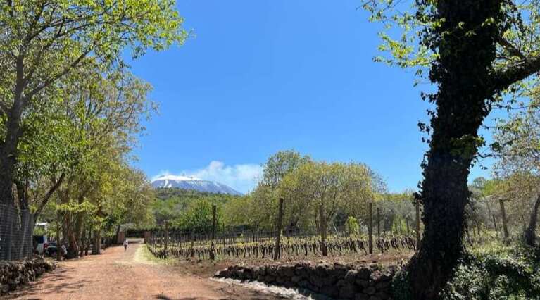 Santa Maria La Nave - Sicilia - Vineyard Tour - The Good Gourmet