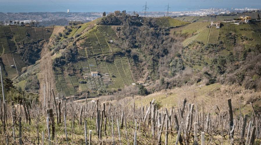 Castagnini Vini - Apuan Hills - Italy - Vineyard Tours - The Good Gourmet