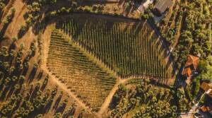 Querciamatta - Olive Oil Tasting - Tuscany - Italy - The Good Gourmet