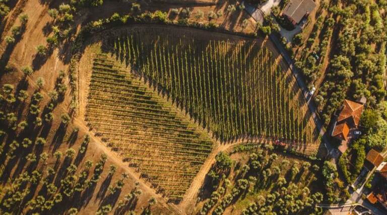 Querciamatta - Olive Oil Tasting - Tuscany - Italy - The Good Gourmet