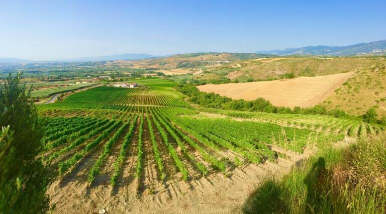 Tenuta Celimarro - Calabria - Italy - Vineyard Tour - The Good Gourmet