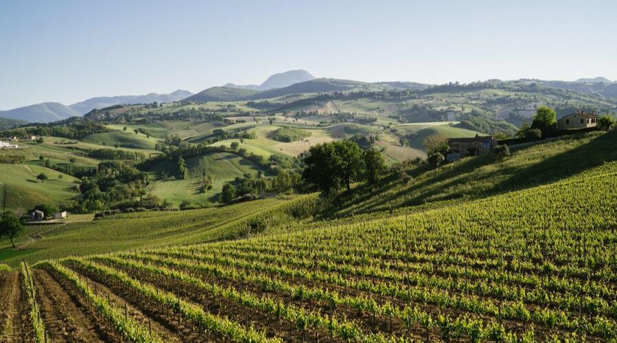 Vignedileo - Vineyard Tour - Marche - Italy - The Good Gourmet