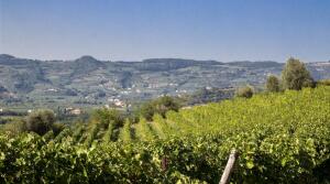 Cantine Meggiolaro - Verona - Italy - Wine Tourism - The Good Gourmet