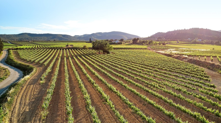 Covides - Spain - Wine Tourism - The Good Gourmet