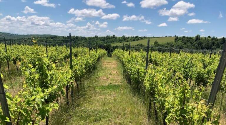 Crama Varvara - Banat - Romania - Wine Tour - The Good Gourmet