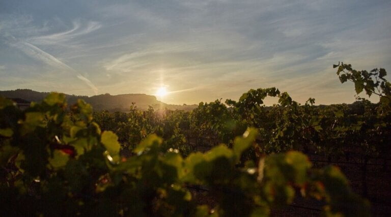 Es Fangar - Wine Tasting - Balearic Islands - The Good Gourmet