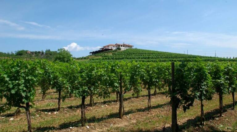 Cantarutti Alfieri - Friuli - Italy - Wine Tasting - The Good Gourmet