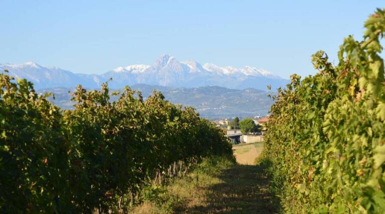 Cantina Mazzarosa - Abruzzo - Wine Tourism - The Good Gourmet