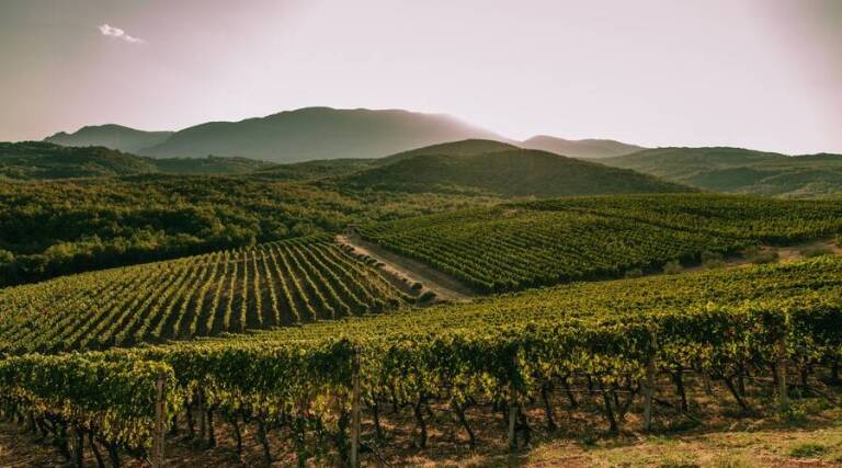 Kir Yianni - Wine Tourism - Greece - The Good Gourmet