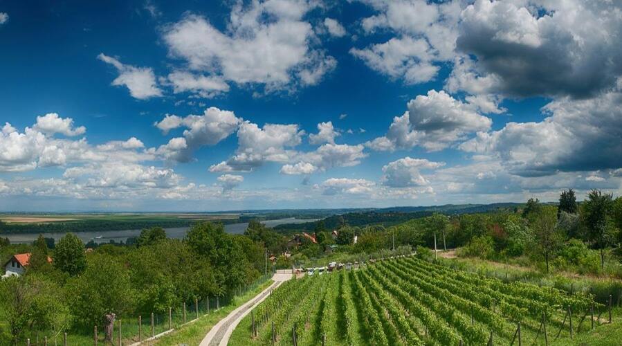 Plavinici - Wine Tourism - Serbia - Belgrade - The Good Gourmet