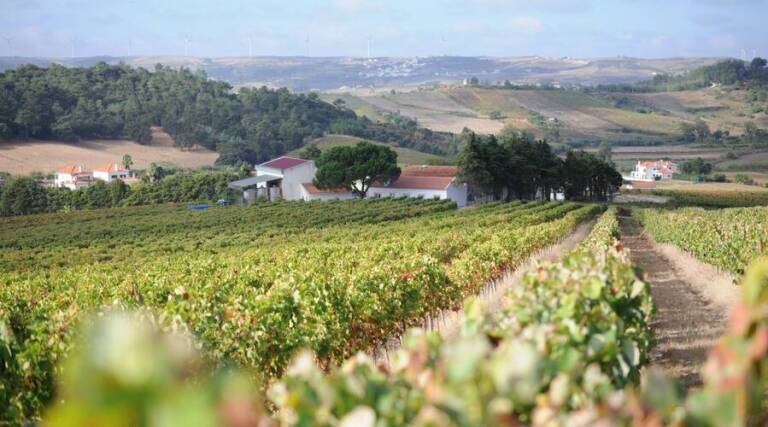 Quinta da Boa Esperança - Wine Tourism - Lisbon - Portugal - The Good Gourmet