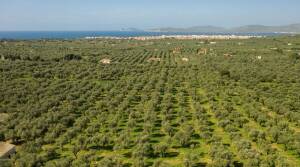 Accademia Olearia - Sardinia - Olive Oil Tasting - The Good Gourmet