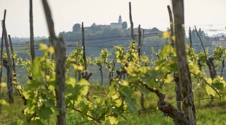 Edi Simcic Winery - Slovenia - Wine Tasting - The Good Gourmet