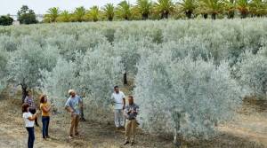 Monterosa Olive Oil - Faro - Portugal - Olive Oil Tasting - The Good Gourmet
