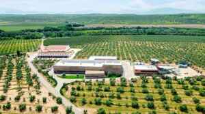 Aires de Jaen - Olive Oil Toursim - Jaen - Spain - The Good Gourmet