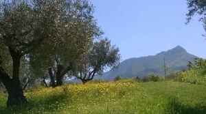 Eliris Olive Oil - Olive Oil toursim - Greece - The Good Gourmet
