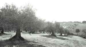 Frantoio Tini - Abruzzo - Italy - Olive Oil Producer - The Good Gourmet