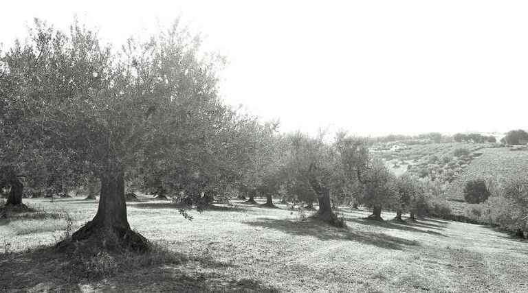 Frantoio Tini - Abruzzo - Italy - Olive Oil Producer - The Good Gourmet