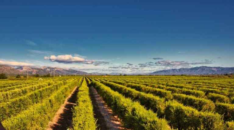 Rusticas Faiges - Tarragona - Spain - Olive Oil Producer - The Good Gourmet