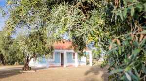 Amor e Cego Olive Oil - Evora - Portugal - Olive Oil Producer - The Good Gourmet