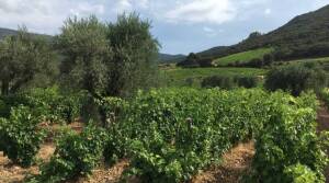 Domaine Saint Cels - Provence - France - Wine Tasting - The Good Gourmet