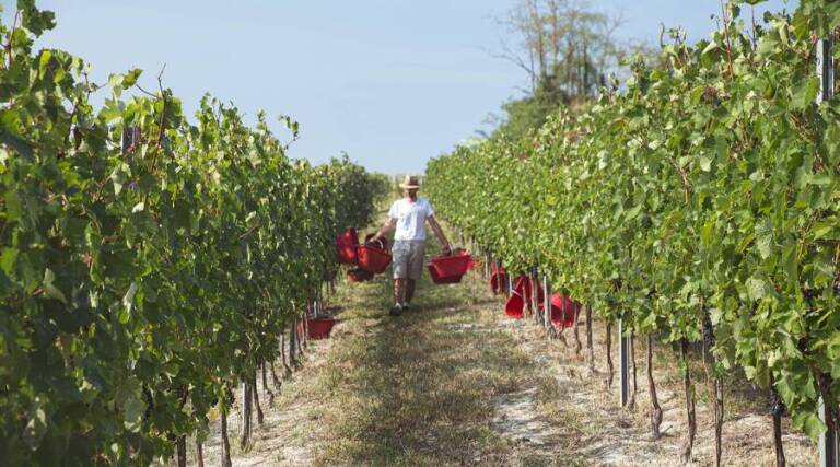Domenico Serra - Asti - Piedmont - Wine Tasting - The Good Gourmet