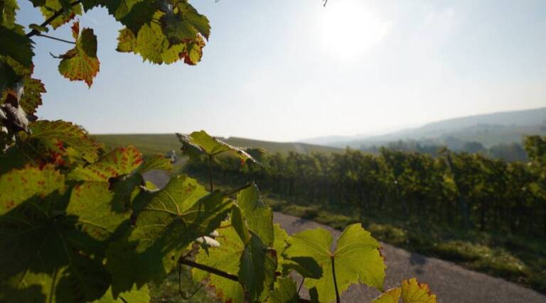 Weingut Klenert - Kraichtal - Wine tasting - Germany - The Good Gourmet