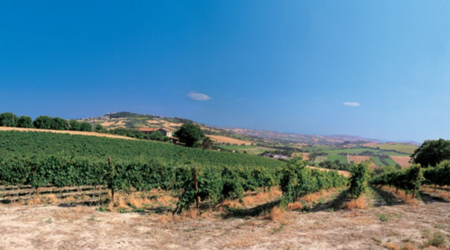 Alberto Serenelli - Wine Tourism - Ancona - Marche - Italy - The Good Gourmet