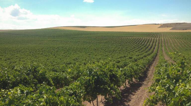 Bodega JF Arriezu - Navarra - Spain - Wine Tourism - The Good Gourmet