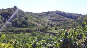 Vini Casarotto - Wine Tasting - Soave - Veneto - The Good Gourmet